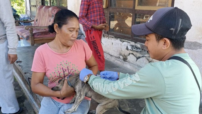 Vaksinasi HPR dilakukan oleh petugas di lokasi kasus gigitan anjing rabies di Banjar Sumbersari, Desa Melaya, Kecamatan Melaya, Jembrana, Kamis (5/6/2025). (Dok. Pemkab Jembrana)
