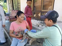 Anjing Liar yang Menggigit Sembilan Warga di Jembrana Positif Rabies