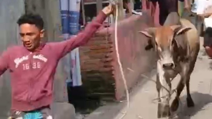 Video sapi kabur kejar warga di Kecamatan Medan Belawan, Medan. (Dok. Istimewa)