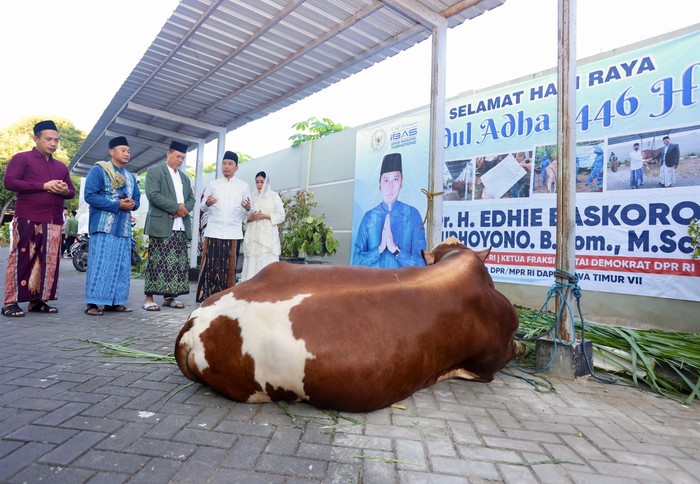 Wakil Ketua MPR Edhie Baskoro Yudhoyono (Ibas) menyerahkan langsung satu ekor sapi sebagai hewan kurban kepada Takmir Masjid Agung Darul Falah, Wasi Prayitno.