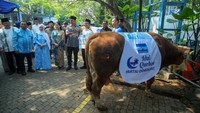 Setelah diserahkan, panitia segera melakukan proses penyembelihan. AHY berharap daging kurban bisa segera didistribusikan kepada warga sekitar yang membutuhkan. Ia juga menyerahkan satu ekor sapi kepada Majelis Ulama Indonesia (MUI).