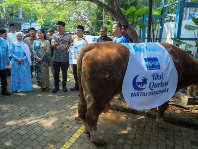 AHY Serahkan Sapi Limosin 1,2 Ton untuk Kurban