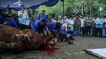 AHY Serahkan Sapi Limosin 1,2 Ton untuk Kurban