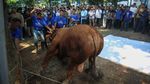 AHY Serahkan Sapi Limosin 1,2 Ton untuk Kurban