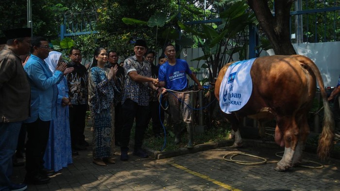 Ketua Umum Partai Demokrat, Agus Harimurti Yudhoyono (AHY), menyerahkan seekor sapi kurban jenis limosin seberat 1,2 ton untuk disembelih di kantor DPP Partai Demokrat, Jakarta, Sabtu (7/6/2025). Sapi tersebut langsung diserahkan AHY kepada panitia kurban.