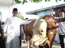 Sapi dari Presiden Prabowo untuk Warga OKU, Teddy: Semoga Berkah
