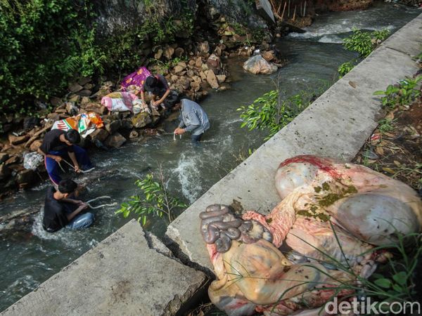 Cuci Jeroan di Kali Jadi Tradisi Idul Adha di Depok
