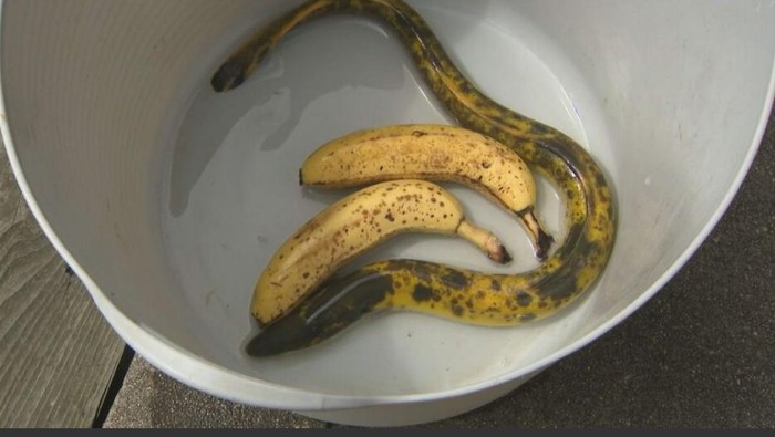 Di Jepang Muncul Belut Motif Pisang yang Langka dan Aneh
