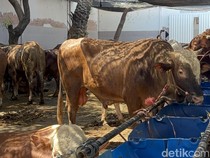 Tips Pilih Hewan Kurban Sehat ala Pakar, Jangan Cuma Tergiur Jumbo!