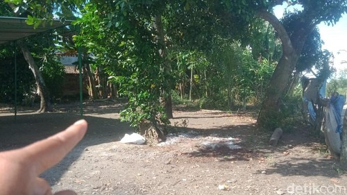 Lokasi sapi kurban yang bangkit lagi usai disembelih di Wonosari, Klaten, Sabtu (7/6/2025).