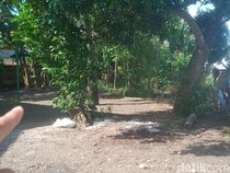 Heboh Sapi Kurban Bangkit Lagi Seusai Disembelih