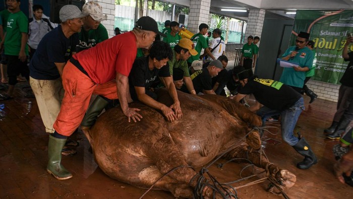 Istiqlal Potong 136 Hewan Kurban, Termasuk Sapi Prabowo Sejumlah petugas menyembelih hewan kurban milik Presiden Prabowo Subianto di Masjid Istiqlal, Jakarta, Sabtu (7/6/2025). Pada hari raya Idul Adha 1446 H/2025, panitia kurban Masjid Istiqlal memotong hewan kurban sebanyak 55 ekor sapi dan 81 ekor kambing. ANTARA FOTO/Muhammad Adimaja/rwa.
