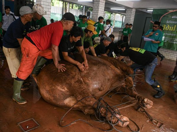 Istiqlal Potong 136 Hewan Kurban, Termasuk Sapi Prabowo
