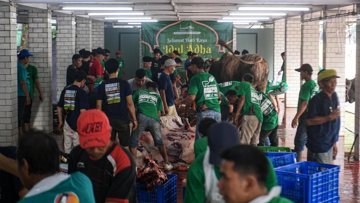 Istiqlal Potong 136 Hewan Kurban, Termasuk Sapi Prabowo Sejumlah petugas menyembelih hewan kurban milik Presiden Prabowo Subianto di Masjid Istiqlal, Jakarta, Sabtu (7/6/2025). Pada hari raya Idul Adha 1446 H/2025, panitia kurban Masjid Istiqlal memotong hewan kurban sebanyak 55 ekor sapi dan 81 ekor kambing. ANTARA FOTO/Muhammad Adimaja/rwa.