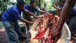 Kurban Disembelih, Daging Dicek Sebelum Dibagikan