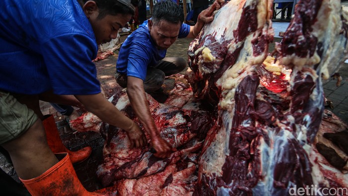 Petugas terlihat tengah memeriksa daging hewan kurban usai proses penyembelihan di Jakarta, Sabtu (7/6/2025). Pemeriksaan ini dilakukan untuk memastikan daging layak konsumsi.