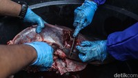Beberapa organ yang umum diperiksa antara lain jantung, paru-paru, hati, ginjal, limpa, usus, serta jaringan otot dan limfoglandula. Organ-organ ini bisa menunjukkan kondisi kesehatan hewan sebelum dipotong.