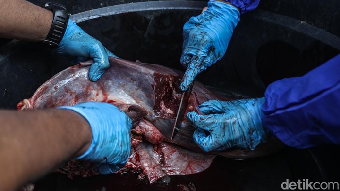 Petugas terlihat tengah memeriksa daging hewan kurban usai proses penyembelihan di Jakarta, Sabtu (7/6/2025). Pemeriksaan ini dilakukan untuk memastikan daging layak konsumsi.