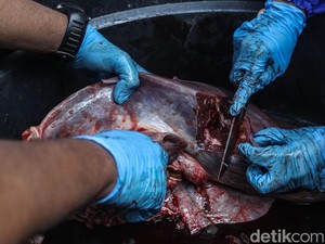 Sering Bikin Gigi Pegal, Pakar IPB Ungkap Alasan Ilmiah Daging Kurban Cenderung Alot