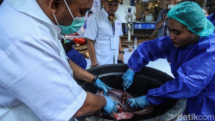 Petugas terlihat tengah memeriksa daging hewan kurban usai proses penyembelihan di Jakarta, Sabtu (7/6/2025). Pemeriksaan ini dilakukan untuk memastikan daging layak konsumsi.