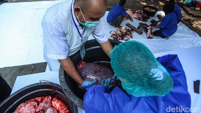 Petugas terlihat tengah memeriksa daging hewan kurban usai proses penyembelihan di Jakarta, Sabtu (7/6/2025). Pemeriksaan ini dilakukan untuk memastikan daging layak konsumsi.