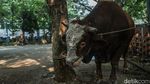 Kurban Disembelih, Daging Dicek Sebelum Dibagikan