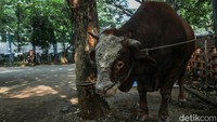 Dari hasil pemeriksaan, daging yang dinyatakan sehat bisa segera dibagikan kepada masyarakat. Sementara bagian yang dicurigai bermasalah akan dipisahkan untuk dimusnahkan.
