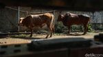 Kurban Disembelih, Daging Dicek Sebelum Dibagikan