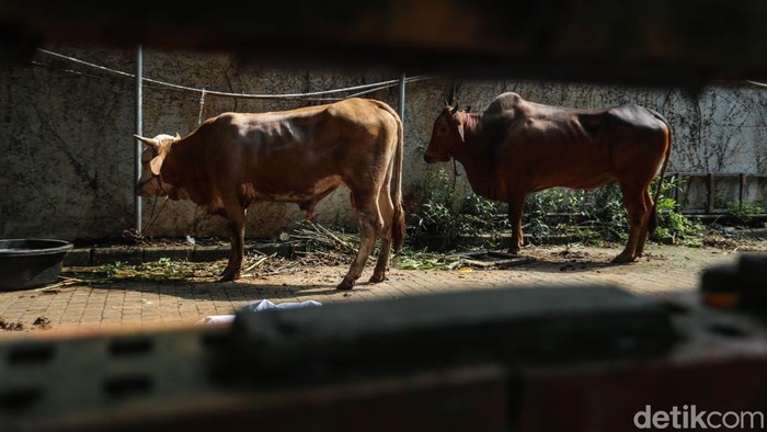 Petugas terlihat tengah memeriksa daging hewan kurban usai proses penyembelihan di Jakarta, Sabtu (7/6/2025). Pemeriksaan ini dilakukan untuk memastikan daging layak konsumsi.