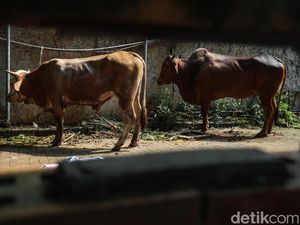 Hukum Kurban Setiap Tahun atau Sekali Seumur Hidup? Ini Penjelasannya