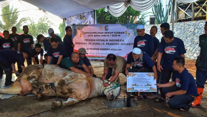 Momen Sapi Kurban Presiden Disembelih di Ponpes Assalam