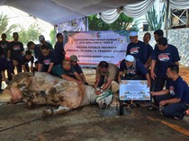 Antusias Santri Ponpes Assalam Lihat Sapi Jumbo Prabowo Disembelih