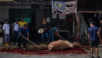 Malaysia menjadi salah satu negara yang merayakan Idul Adha pada Sabtu, 7 Juni 2025. Pemerintah setempat menetapkan tanggal tersebut berdasarkan hasil pengamatan hilal yang dilakukan pada 29 Mei 2025. Penentuan ini diumumkan secara resmi oleh otoritas agama, dan Hari Raya Haji menjadi momen penting yang dirayakan dengan penyembelihan hewan kurban di seluruh negeri. (Getty Images/Annice Lyn)