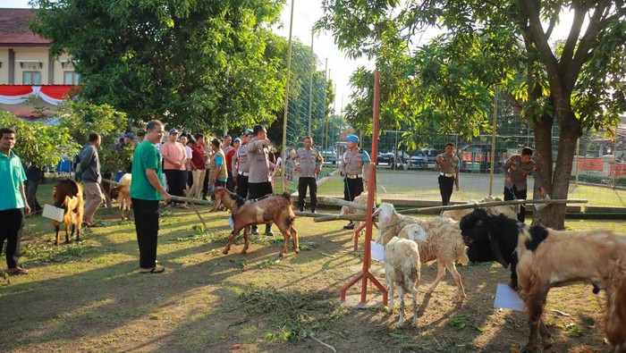 Polres Klaten ketika menyerahkan 60 hewan kurban dalam rangka Hari Raya Idul Adha, Jumat (6/6/2025).