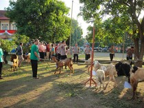 Berapa Minimal Usia Domba, Kambing dan Sapi yang Sah untuk Kurban?