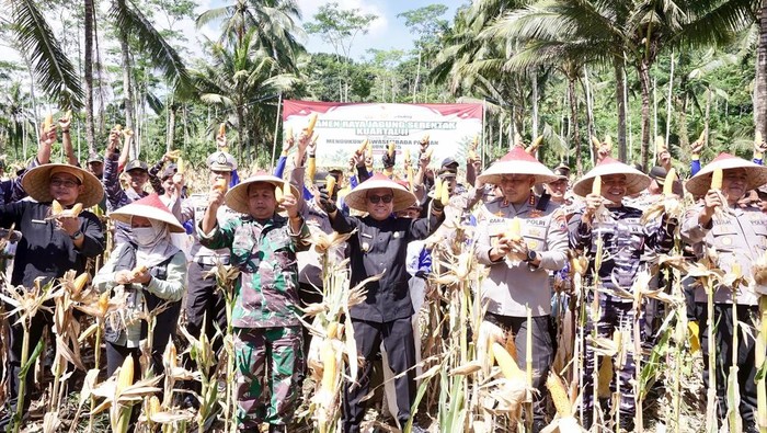 Panen raya jagung di Banyuwangi