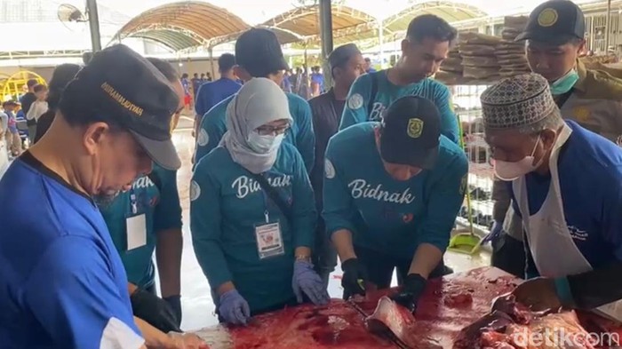 Pemeriksaan hati sapi kurban di Banjarmasin.