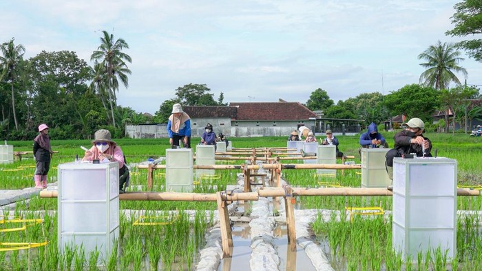 Pemkab Banyuwangi