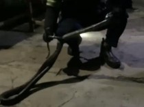 Penampakan King Cobra 2,5 Meter Dievakuasi Damkar di Kantin SMKN 2 Palopo