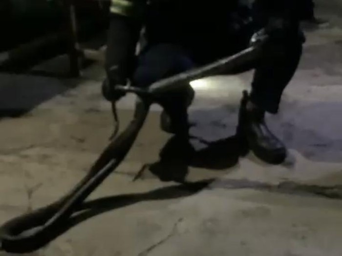 Penampakan ular king cobra yang masuk kantin SMKN 2 Palopo.