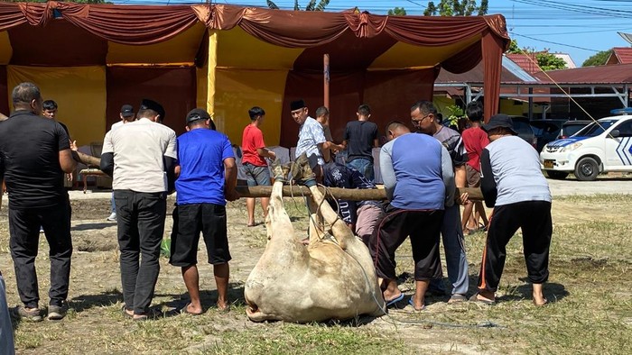 Polresta Pekanbaru memotong 18 hewan kurban pada Idul Adha 1446 H tahun ini.