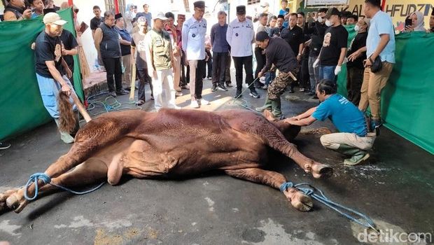 Proses penyembelihan sapi Prabowo Subianto di Sukabumi.