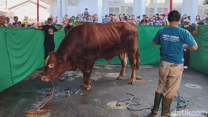 Proses penyembelihan sapi Prabowo Subianto di Sukabumi.