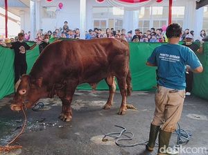 Momen Petugas Kewalahan Sembelih Sapi Prabowo di Sukabumi