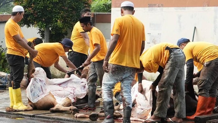 Semangat berbagi kembali terasa di momen Idul Adha. Puluhan hewan kurban disalurkan untuk masyarakat sebagai bentuk kepedulian dan kebersamaan.