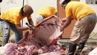 Menjelang Idul Adha 1446 H, semangat berbagi kembali terasa lewat penyaluran hewan kurban kepada masyarakat. Warga di berbagai titik menerima bantuan berupa sapi dan kambing untuk menyambut hari raya dengan penuh syukur.