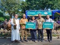 Pusri Salurkan 60 Hewan Kurban di Momen Idul Adha 2025