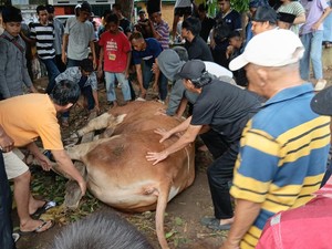 Warga Rusun Palembang Antusias Saksikan Penyembelihan Sapi Blembo