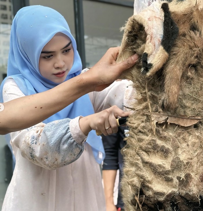 Ria Ricis dan Moana Saksikan Proses Penyembelihan Kurban Sapi Miliknya Ria Ricis dan Moana Saksikan Proses Penyembelihan Kurban Sapi Miliknya