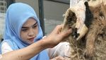 Ria Ricis dan Moana Saksikan Proses Penyembelihan Kurban Sapi Miliknya